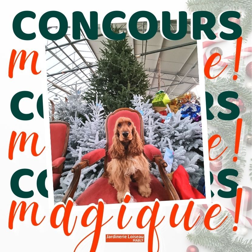 Concours magique de Noël! 